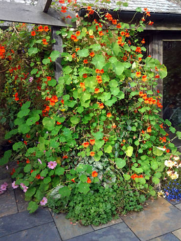 Patio garden