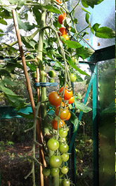 Ripening tomatoes in the greenhouse