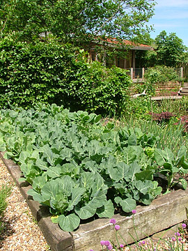 Vegetable Garden